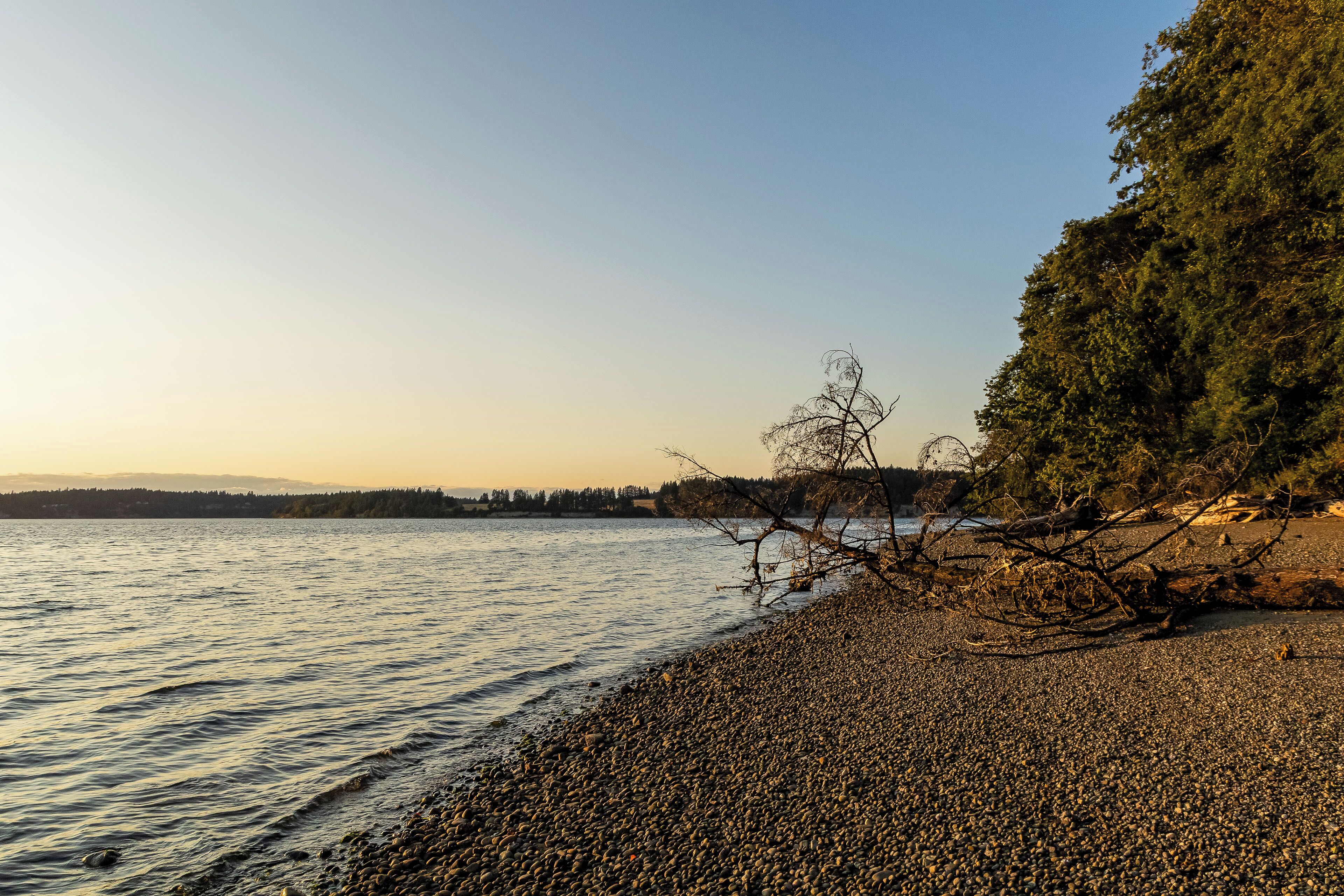 Een kiezelstrand met een gevallen tak, kalm water en een bebost strand.