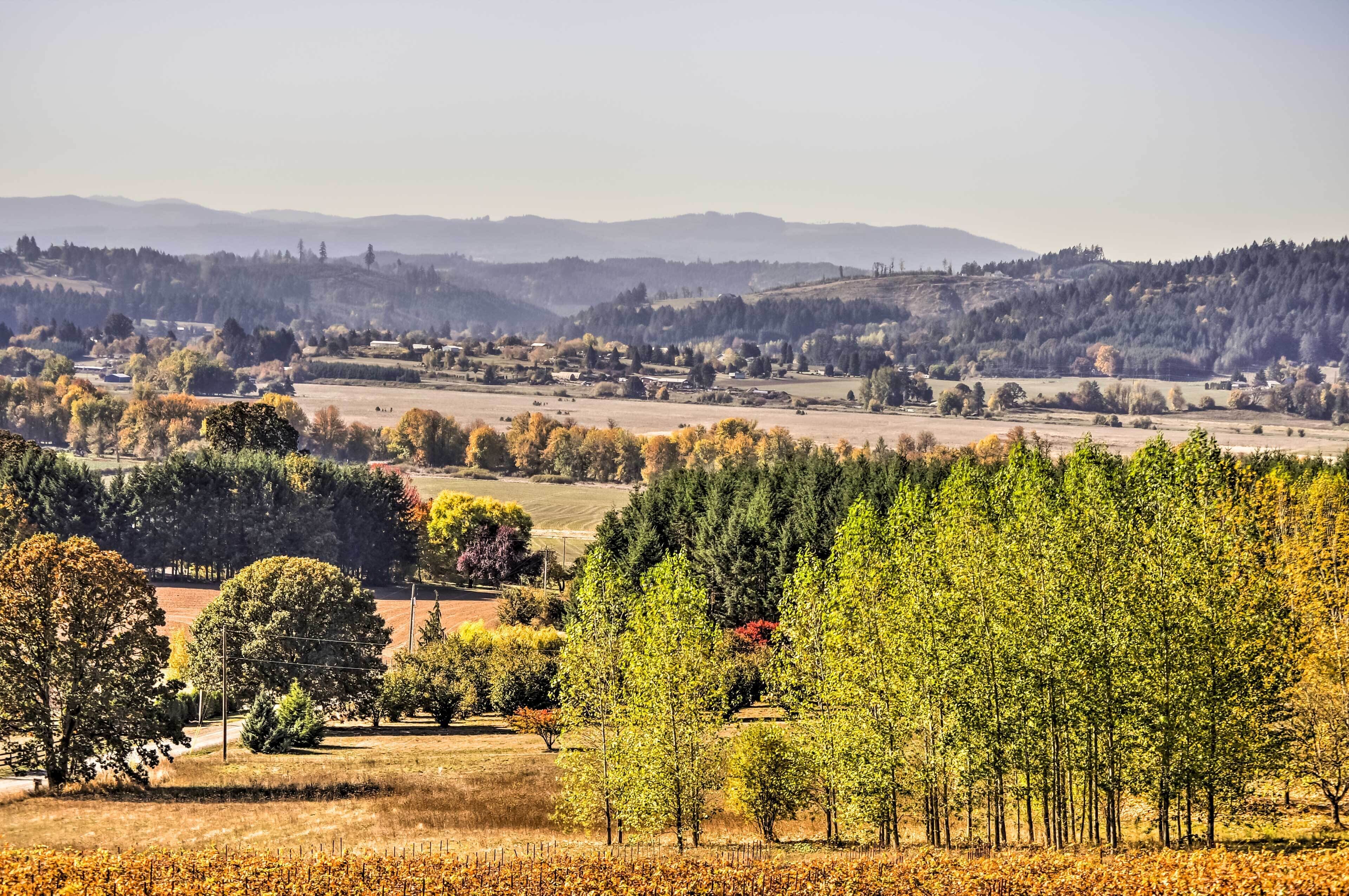 A vineyard with rows of grapevines and a distant view of rolling hills and a small village.