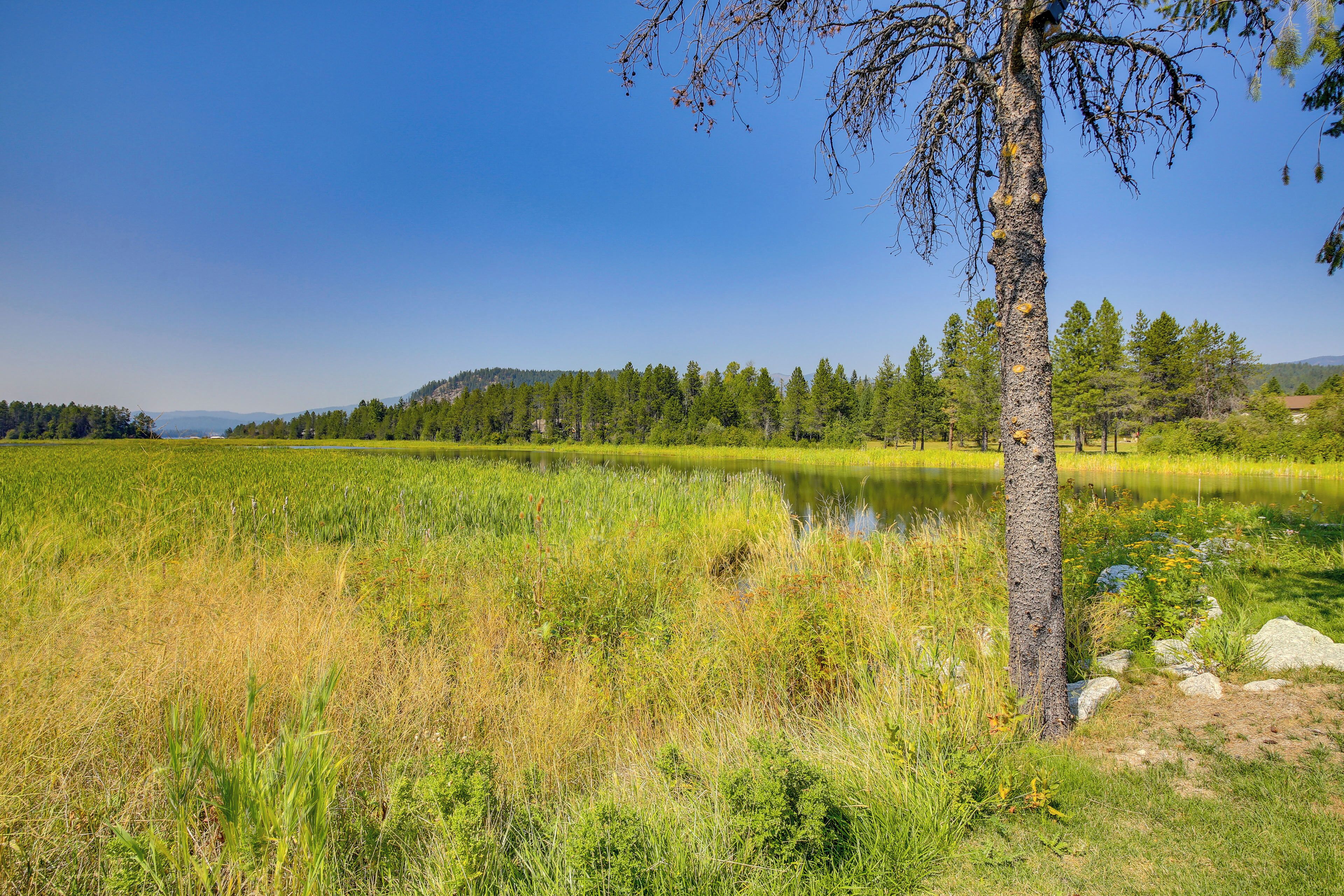 Un paisaje natural con un estanque, un campo cubierto de hierba y un árbol.