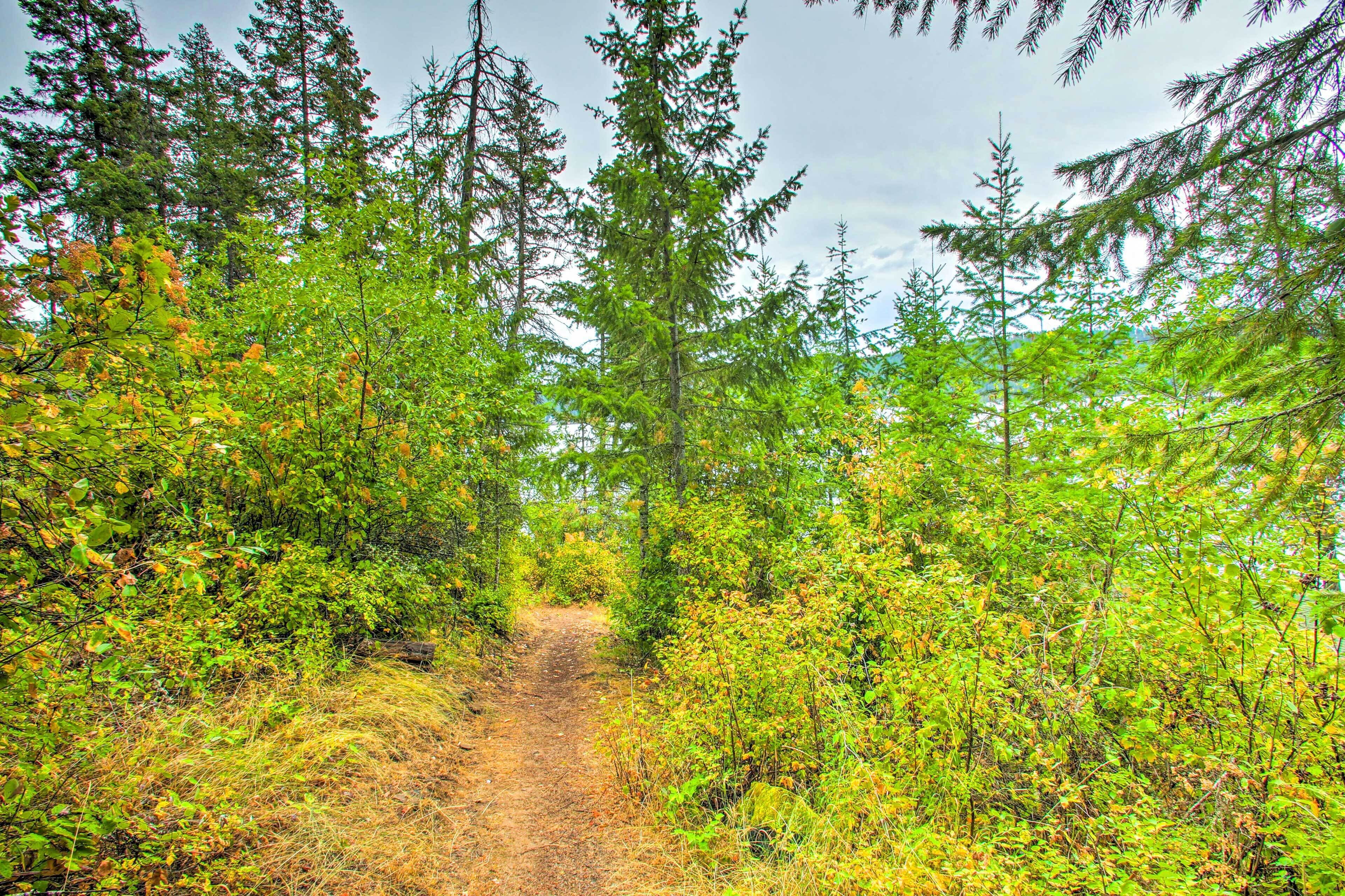 Un sentier boisé, bordé d’une végétation luxuriante et d’arbres imposants.
