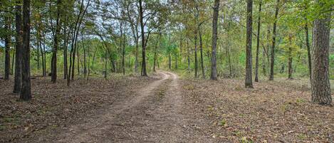 A forested area with a dirt path leading into the distance.