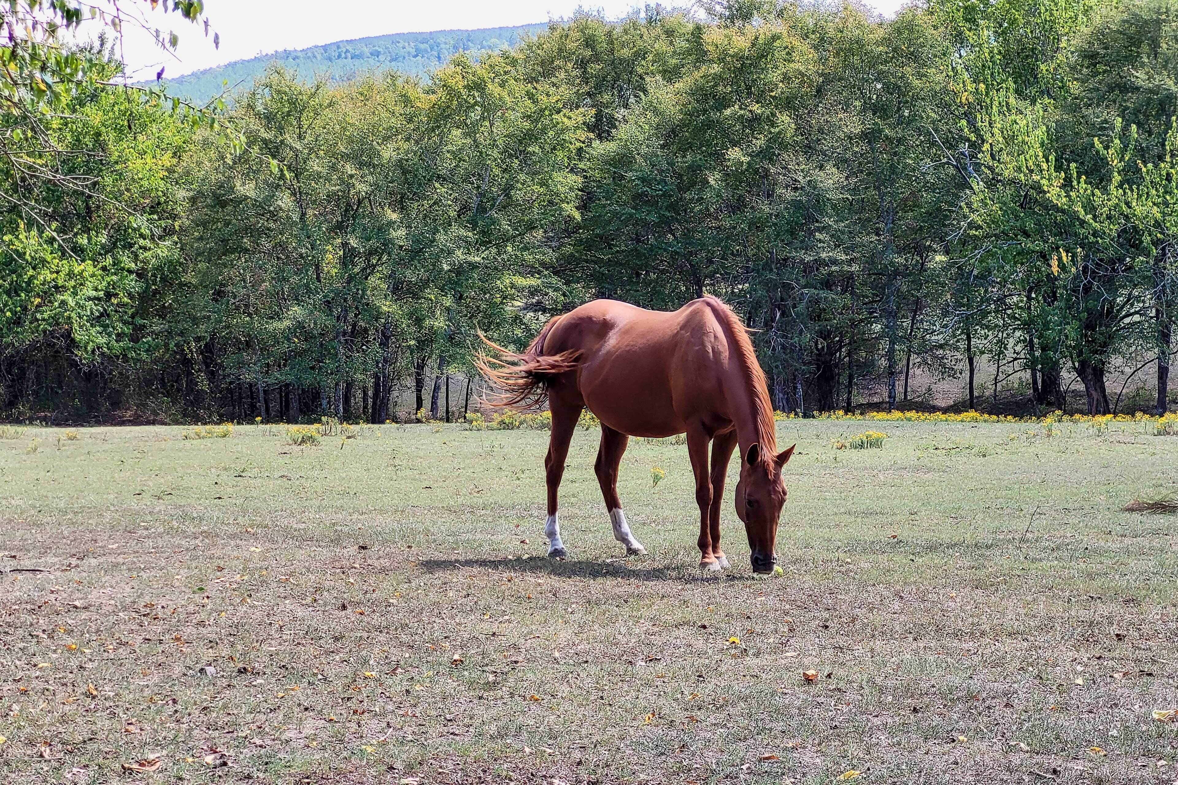 A horse grazing in a grassy field with trees and a fence in the background.