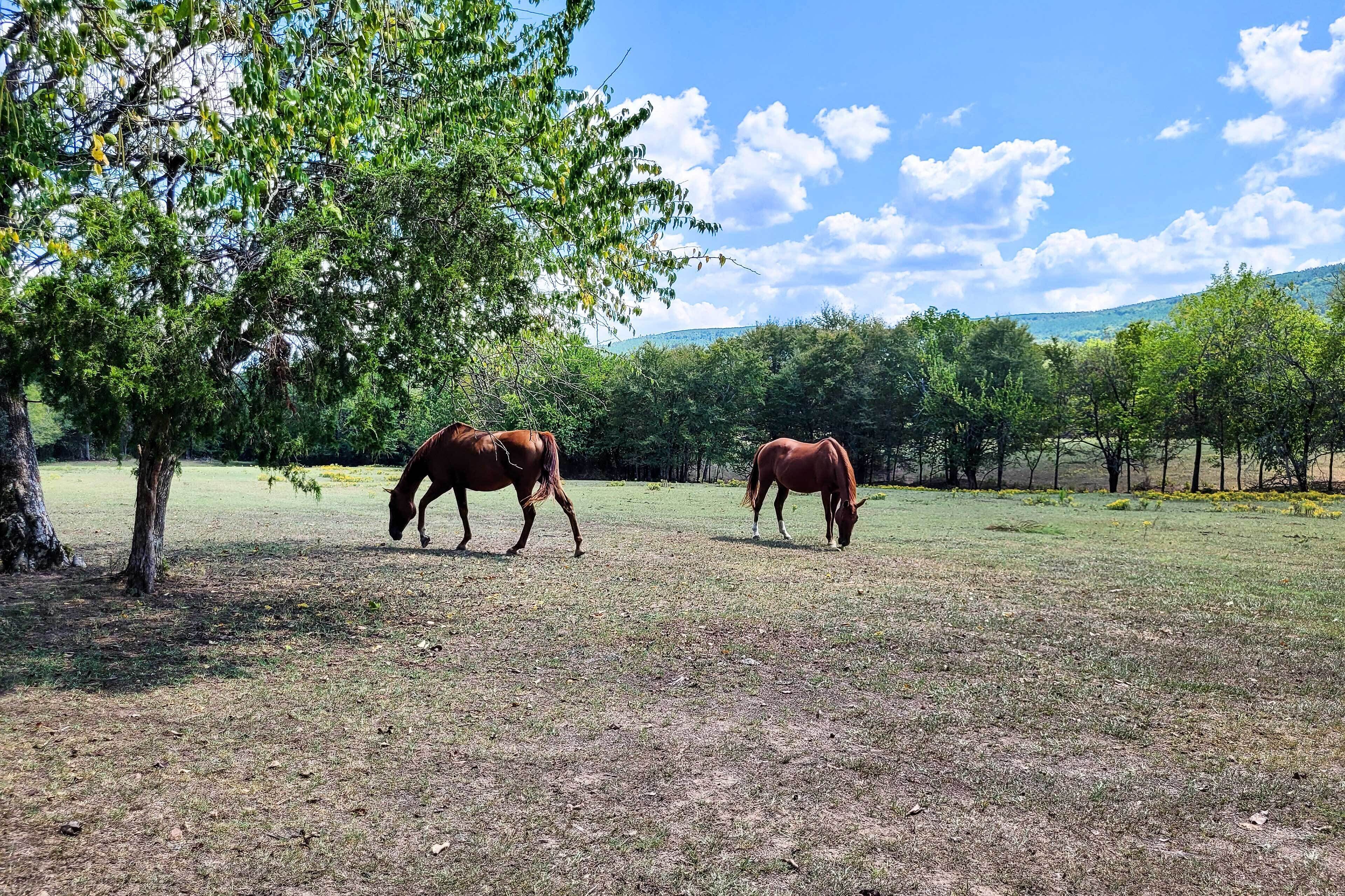Dos caballos pastando en un campo cubierto de hierba, con árboles y cielo despejado.
