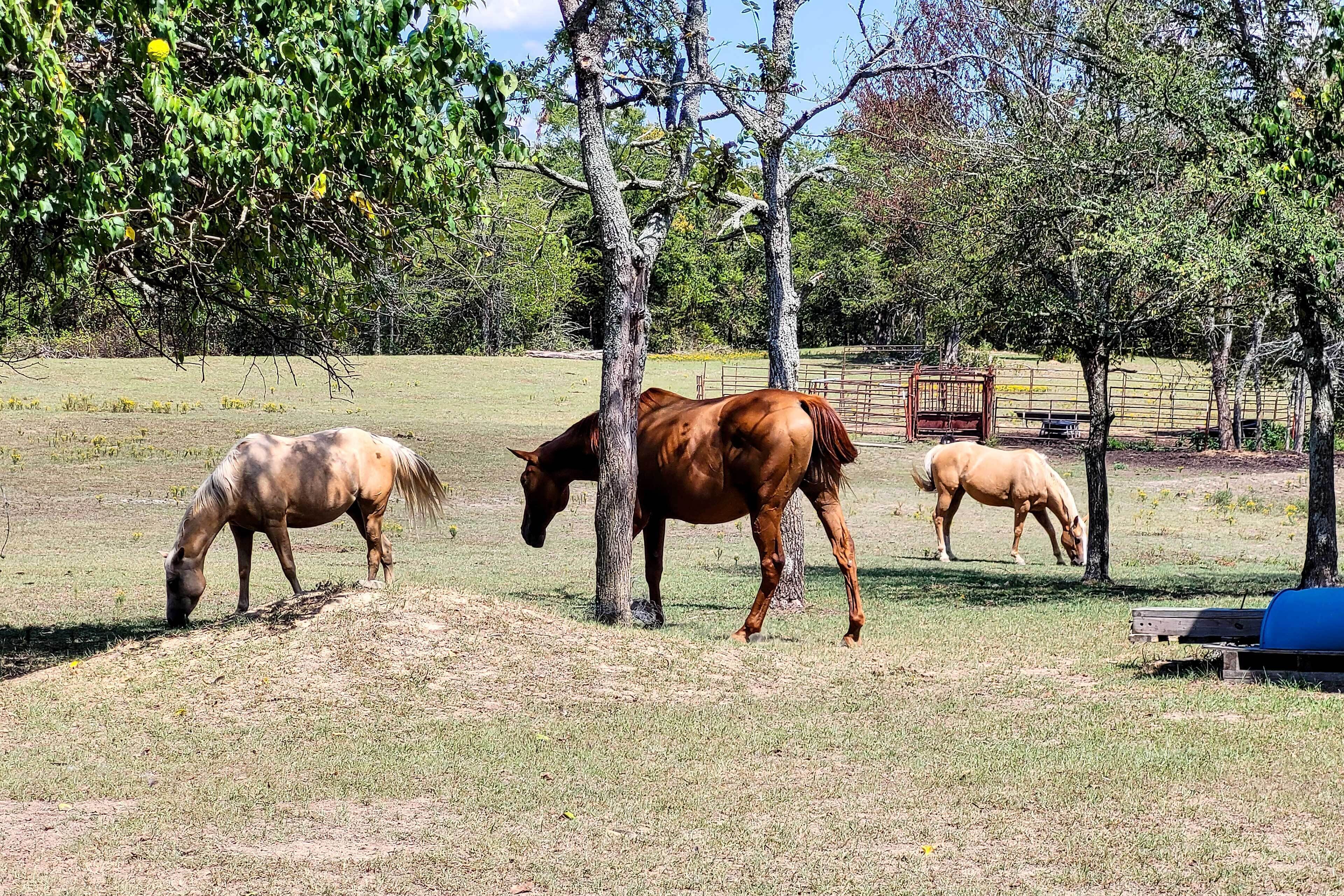 Un establo con tres caballos pastando en un campo abierto, rodeado de árboles y una valla.