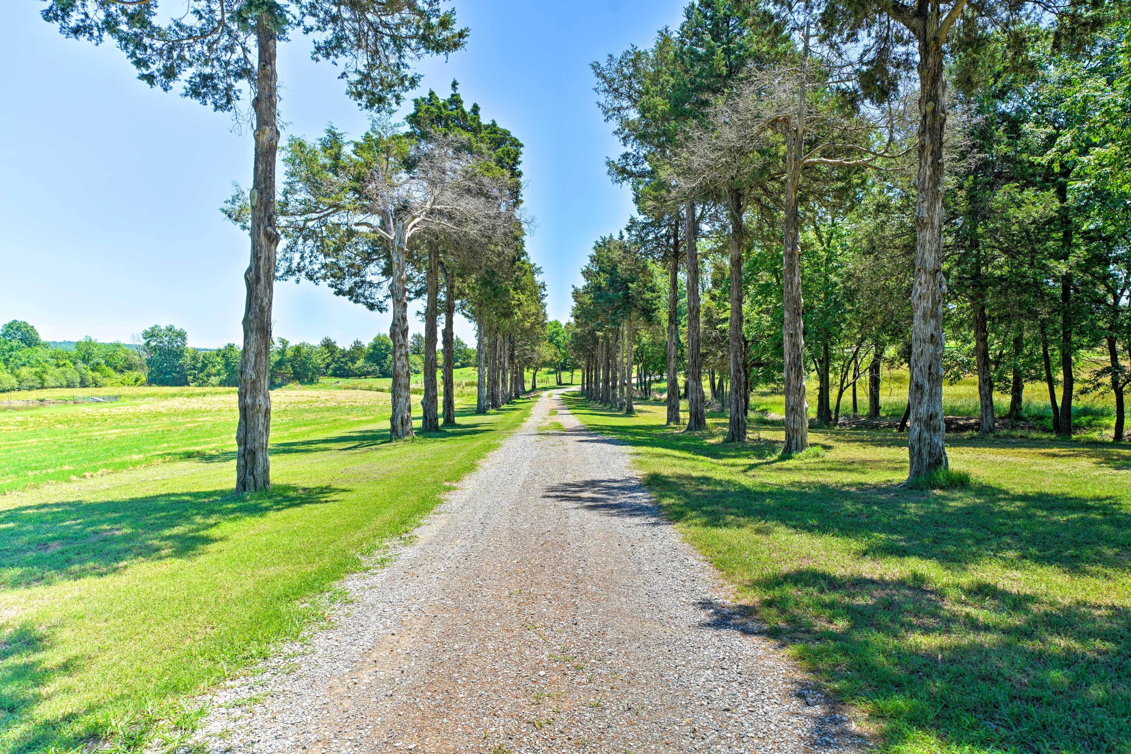Un chemin de gravier bordé de grands arbres, situé dans un champ ensoleillé et dégagé.