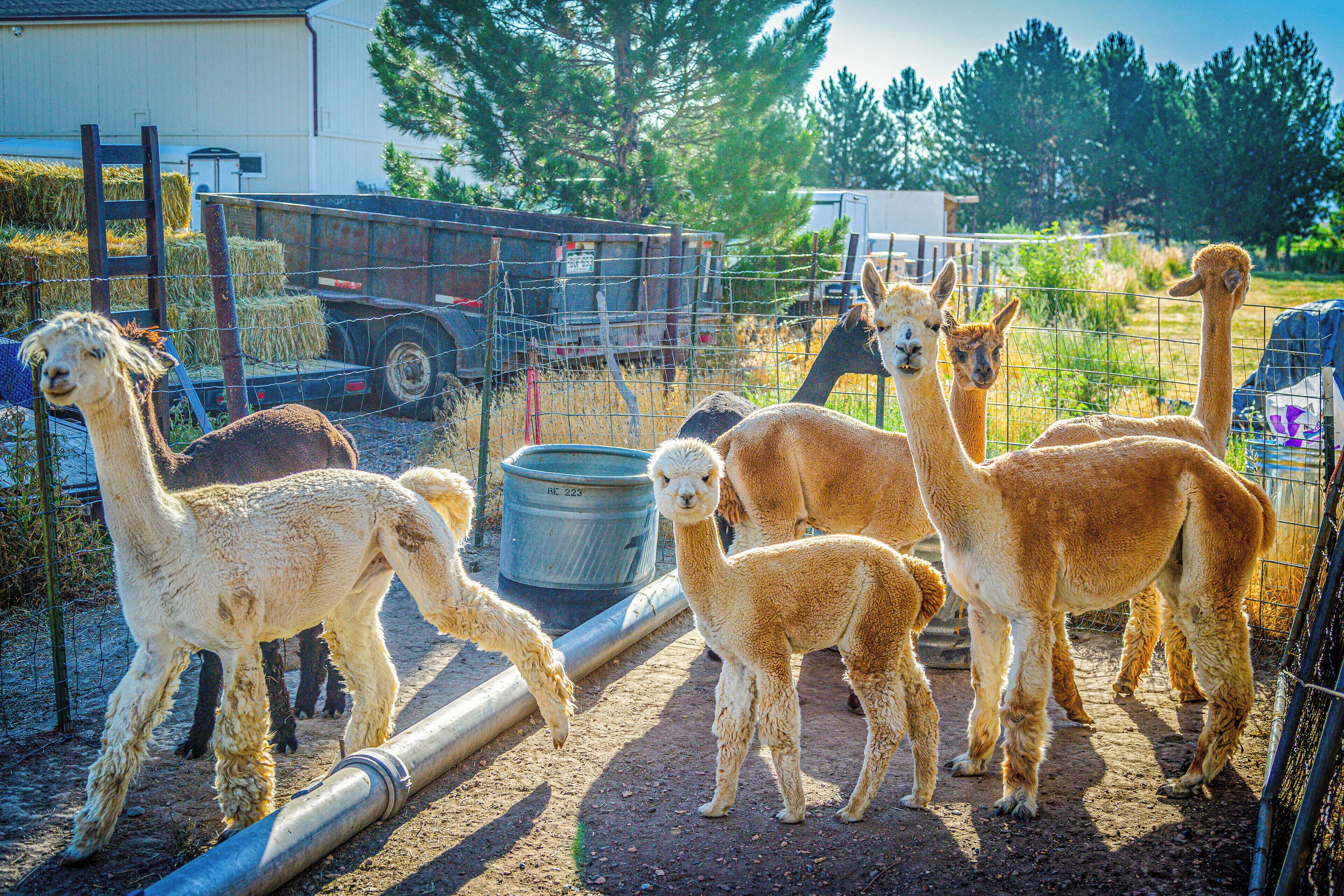 A group of alpacas in an enclosed outdoor area with a dirt ground, hay bales, and a metal water container.