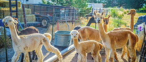 A group of alpacas in an enclosed outdoor area with a dirt ground, hay bales, and a metal water container.
