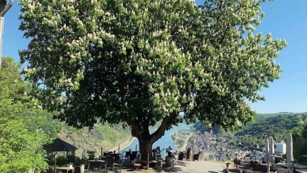 Un large sentier bordé d’arbres mène à un belvédère offrant une vue panoramique, avec des bancs et des tables à la disposition des visiteurs.