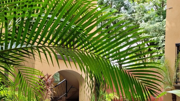 A pool area with a blue pool, surrounded by potted plants and a wooden deck. - 4th floor Apartment - 2 minutes walking distance to the beach! (Tamarindo)