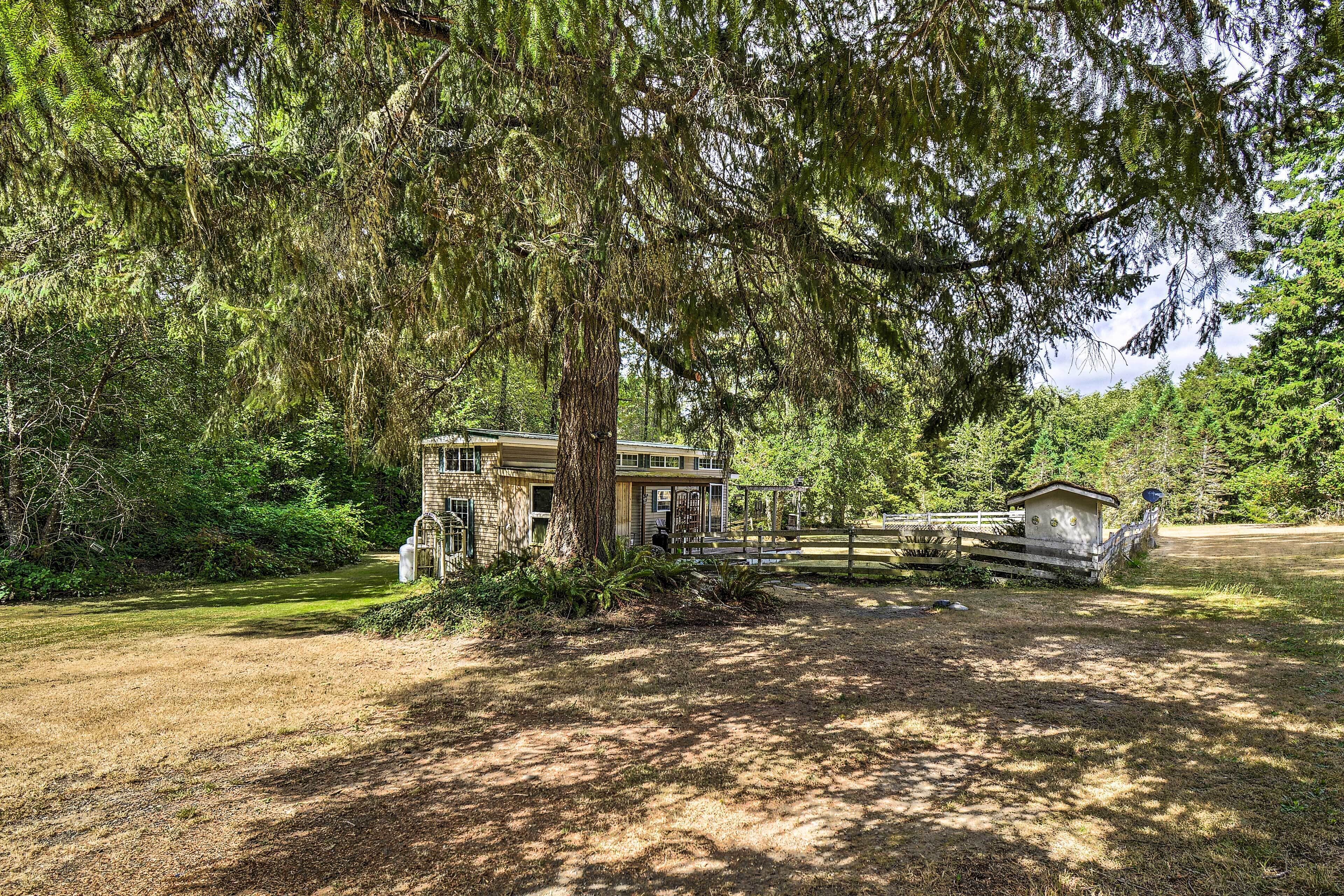 A rustic cabin with a large tree in front, surrounded by dense forest.