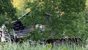 A rustic wooden structure with a sloped roof, surrounded by lush greenery and tall grass. - Le Chalet du Coeur (Mittlach)