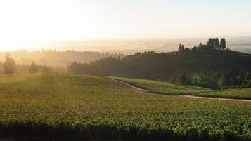 Un vignoble avec des rangées de vignes et un chemin de terre.