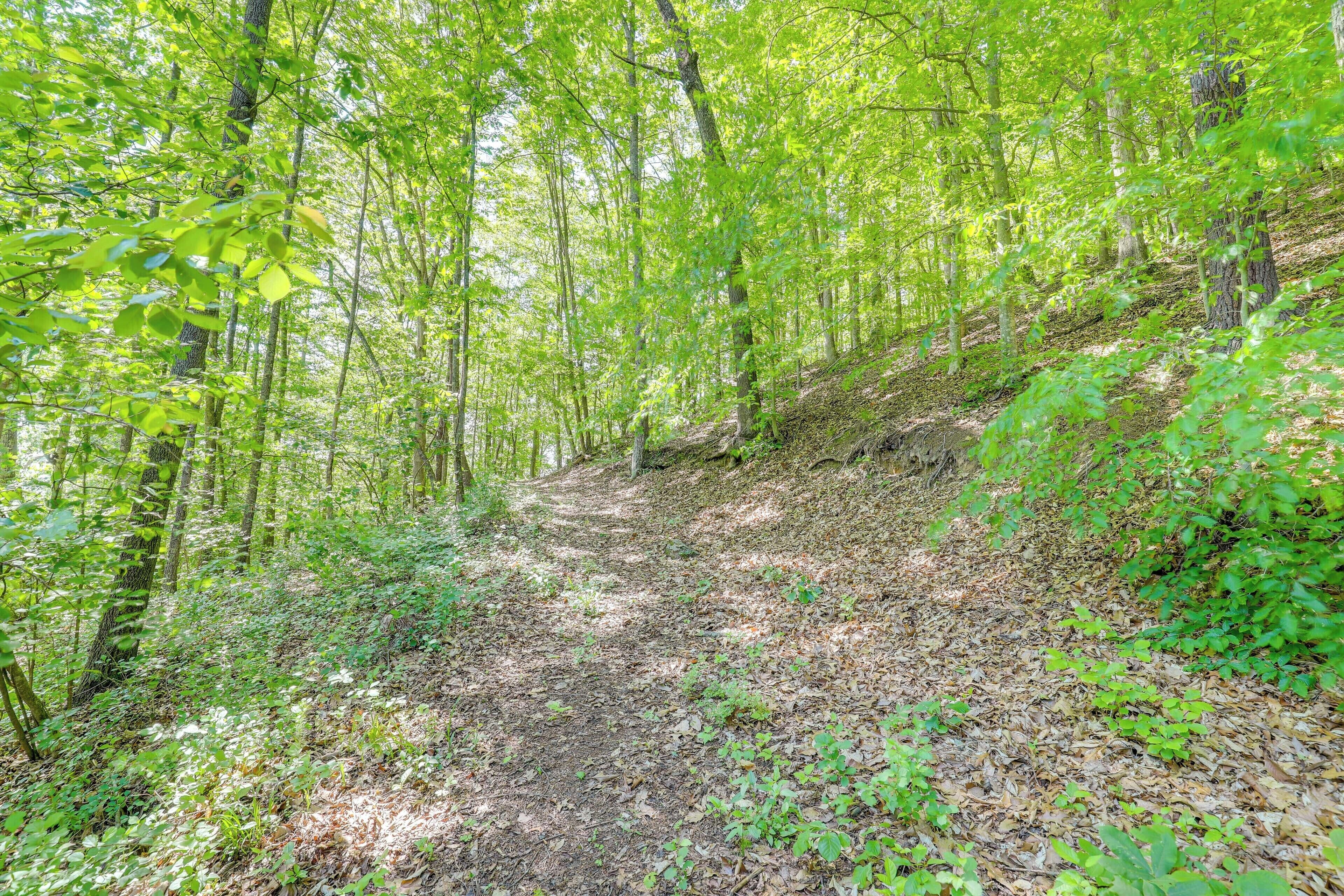 A forested path with dense green foliage and a dirt trail.