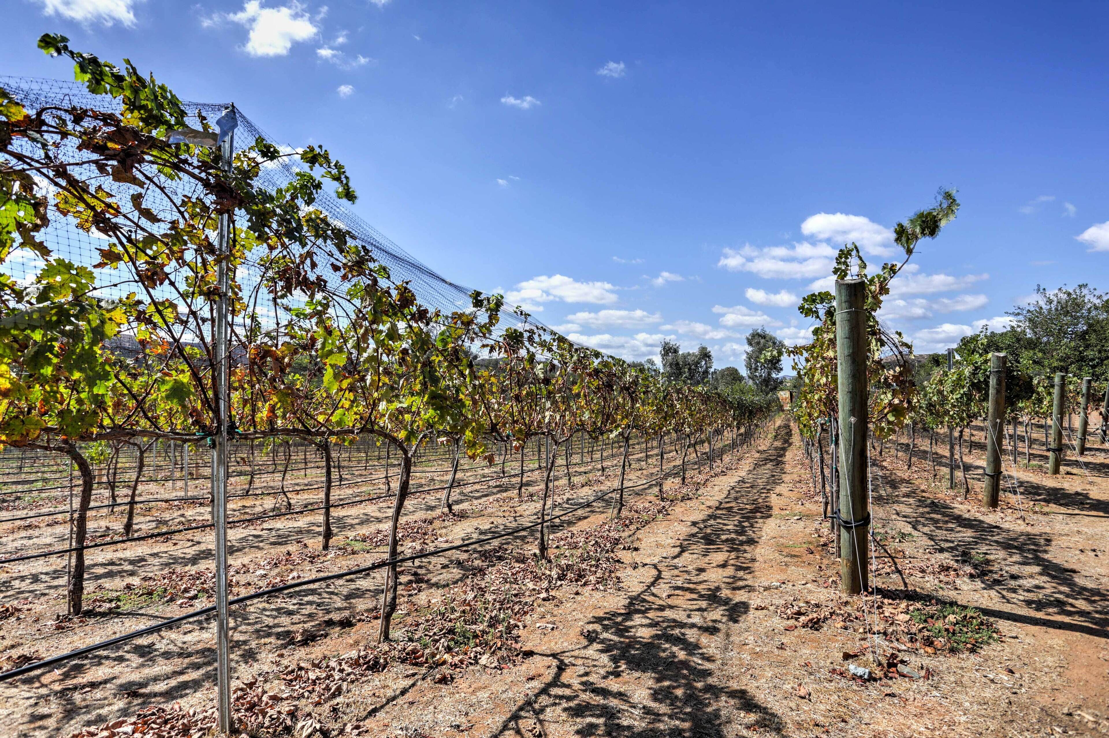 Ein Weinberg mit Reihen von Reben, die von Drähten gestützt werden, unter blauem Himmel.