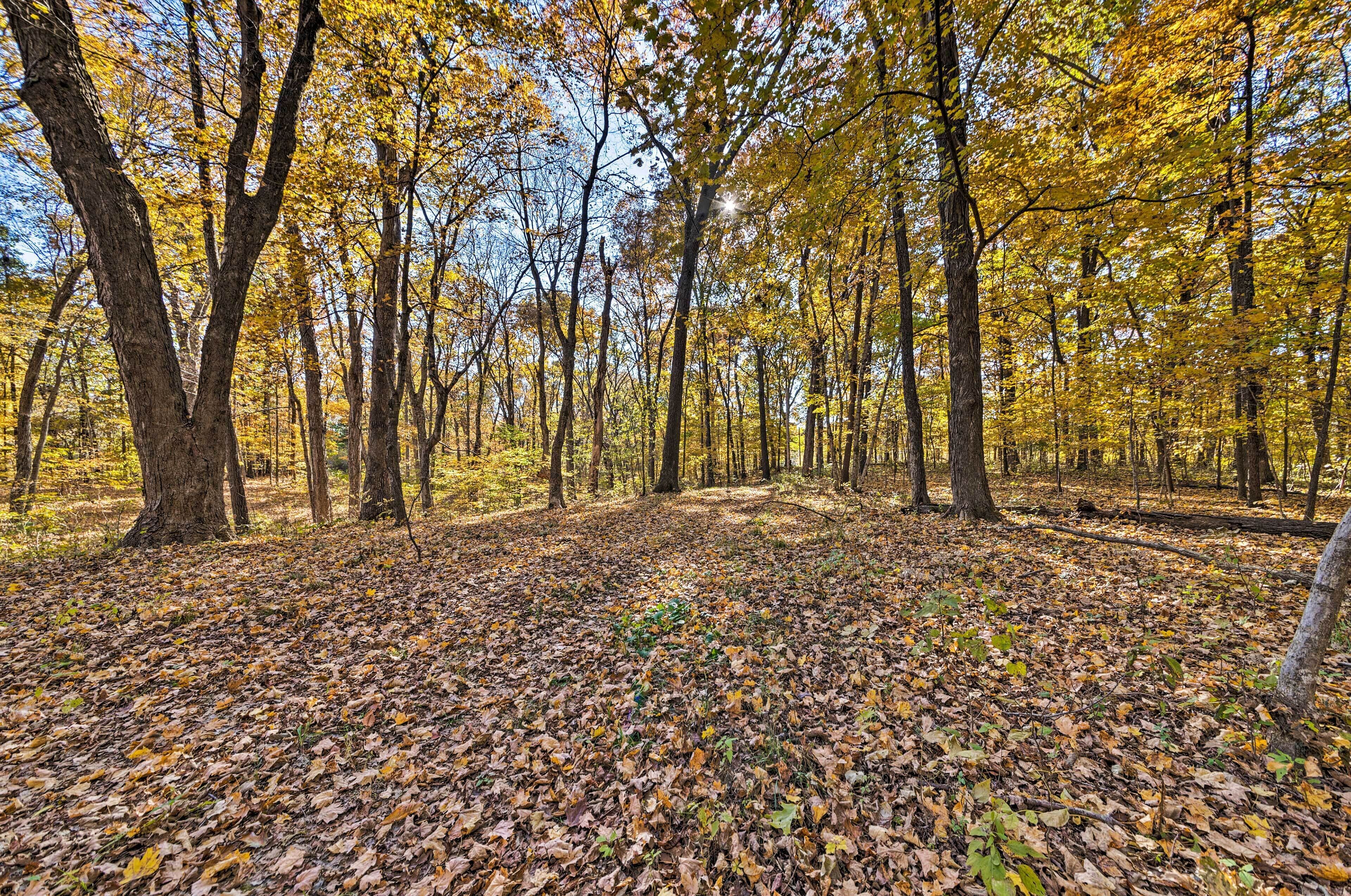 A forest with trees and a ground covered in fallen leaves.