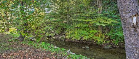 A forested area with a stream, trees, and a fallen log.