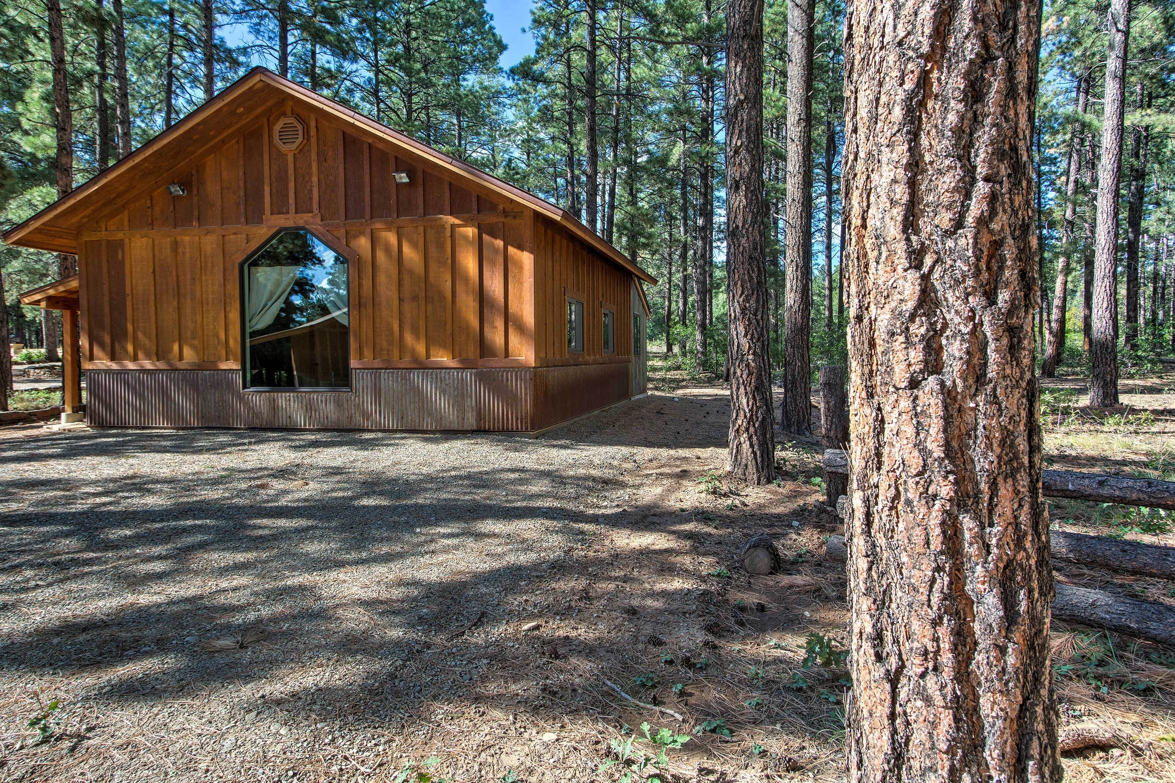 Une cabane en bois dotée d’une grande fenêtre et d’une porte, entourée de grands pins.