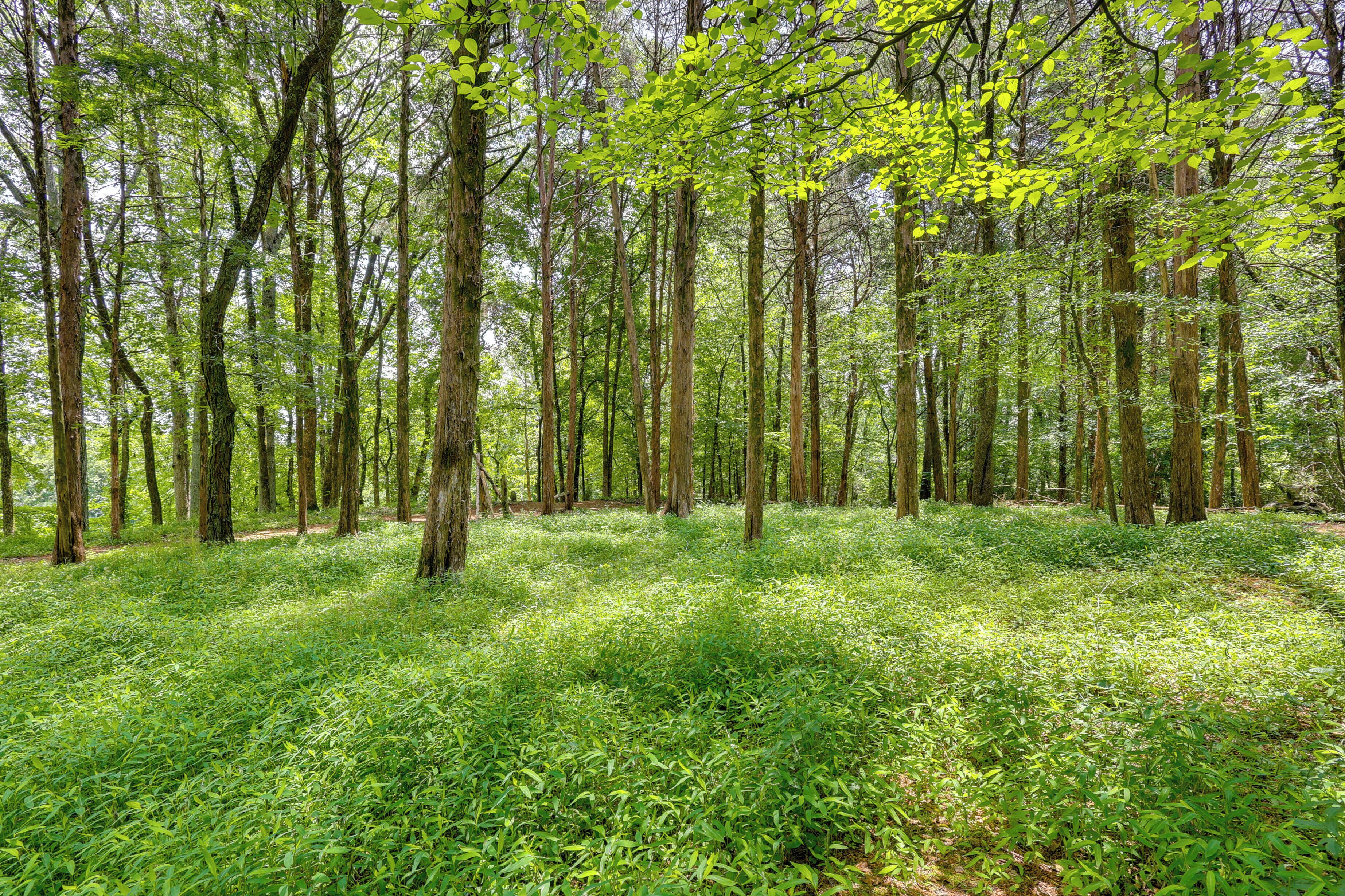 A dense forest with tall trees and a ground covered in green foliage.