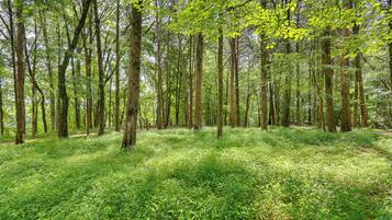 A dense forest with tall trees and a ground covered in green foliage.