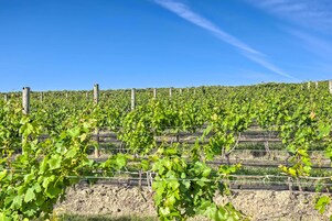 Viñedo con hileras de vides sostenidas por estacas de madera y malla de alambre.