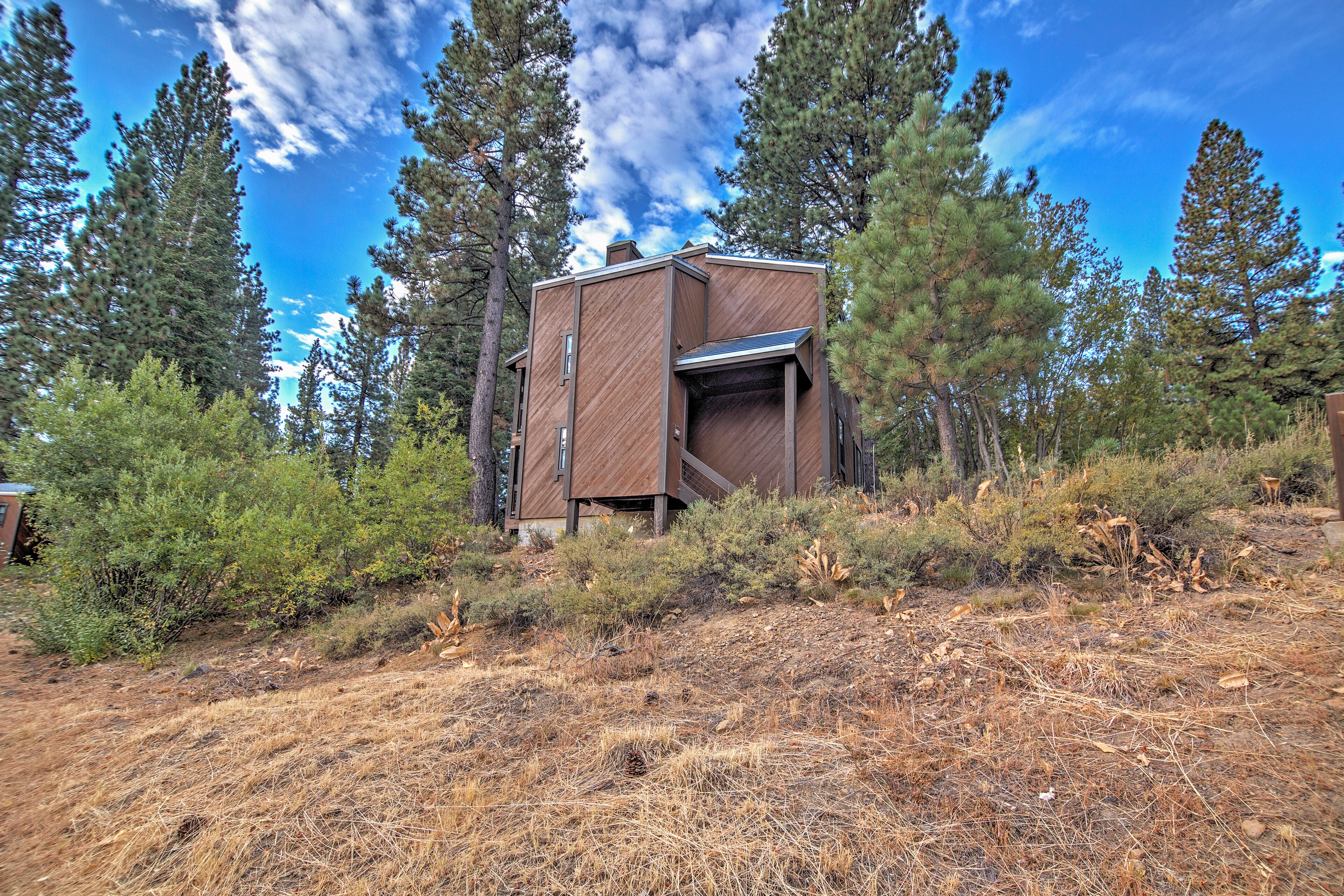 A modern cabin with a sloped roof, surrounded by dense pine trees and dry grass.