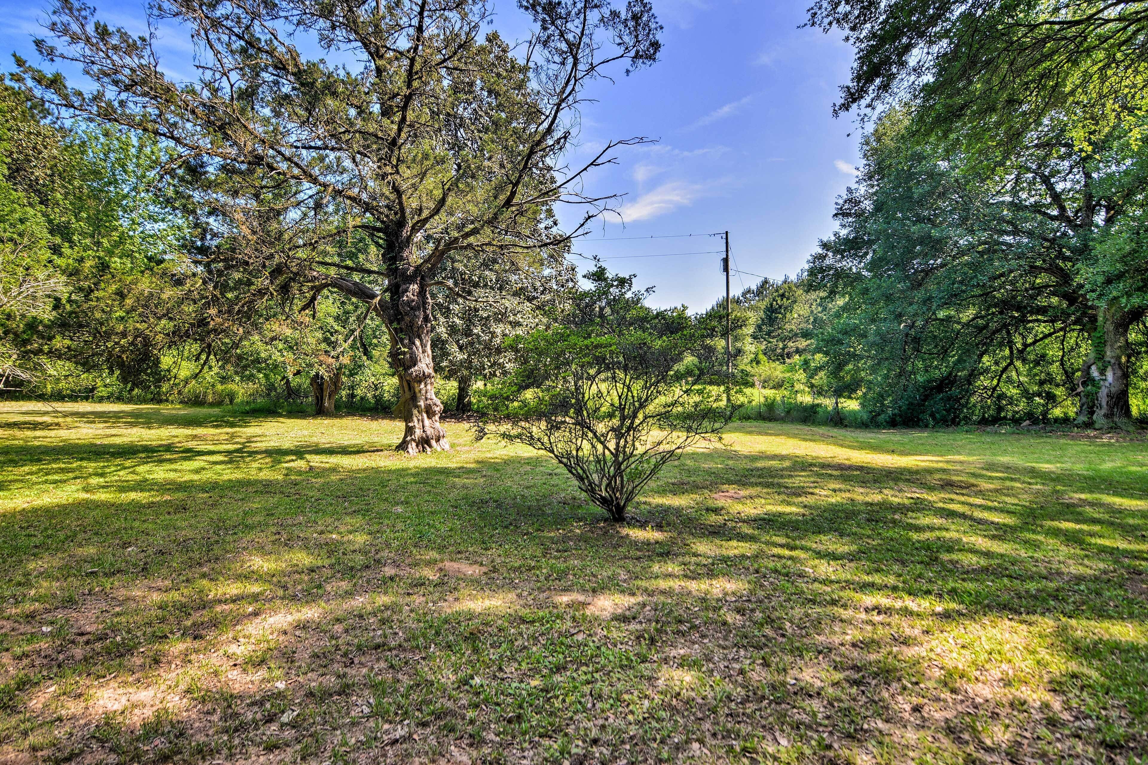 A grassy outdoor area with trees and a small bush.
