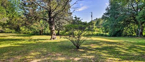 A grassy outdoor area with trees and a small bush.