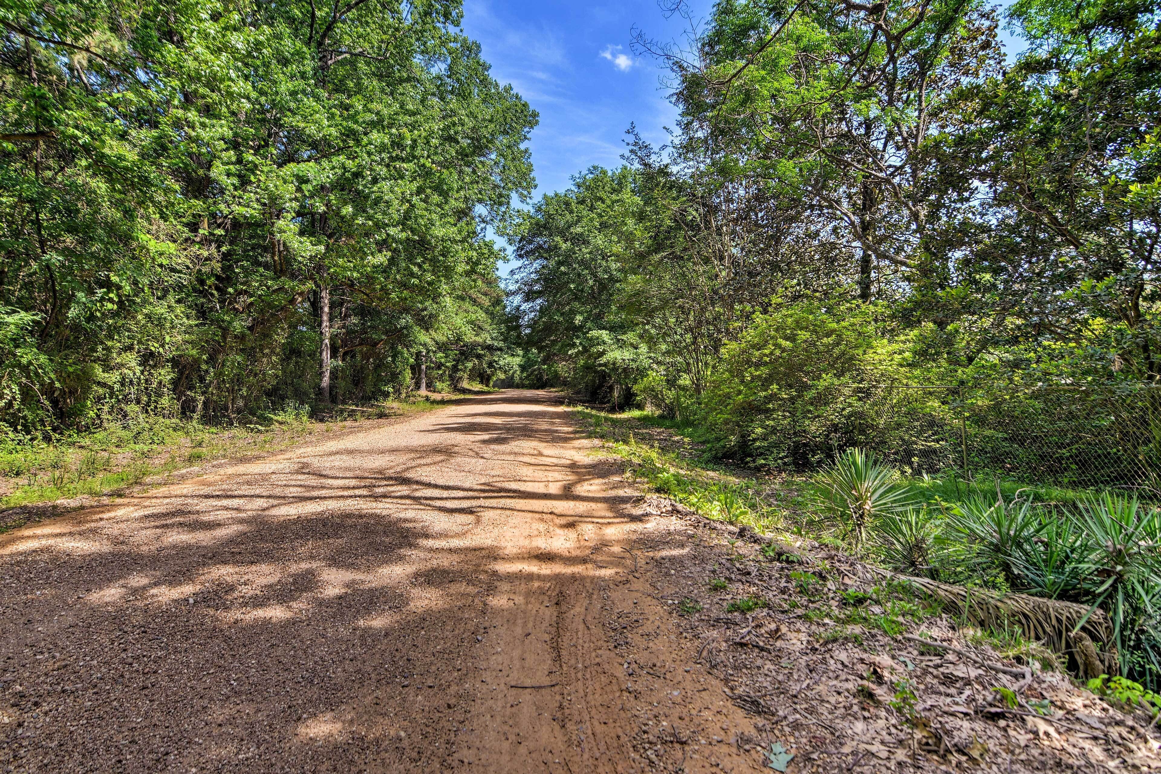 Un chemin de terre bordé d’une végétation luxuriante et d’arbres.