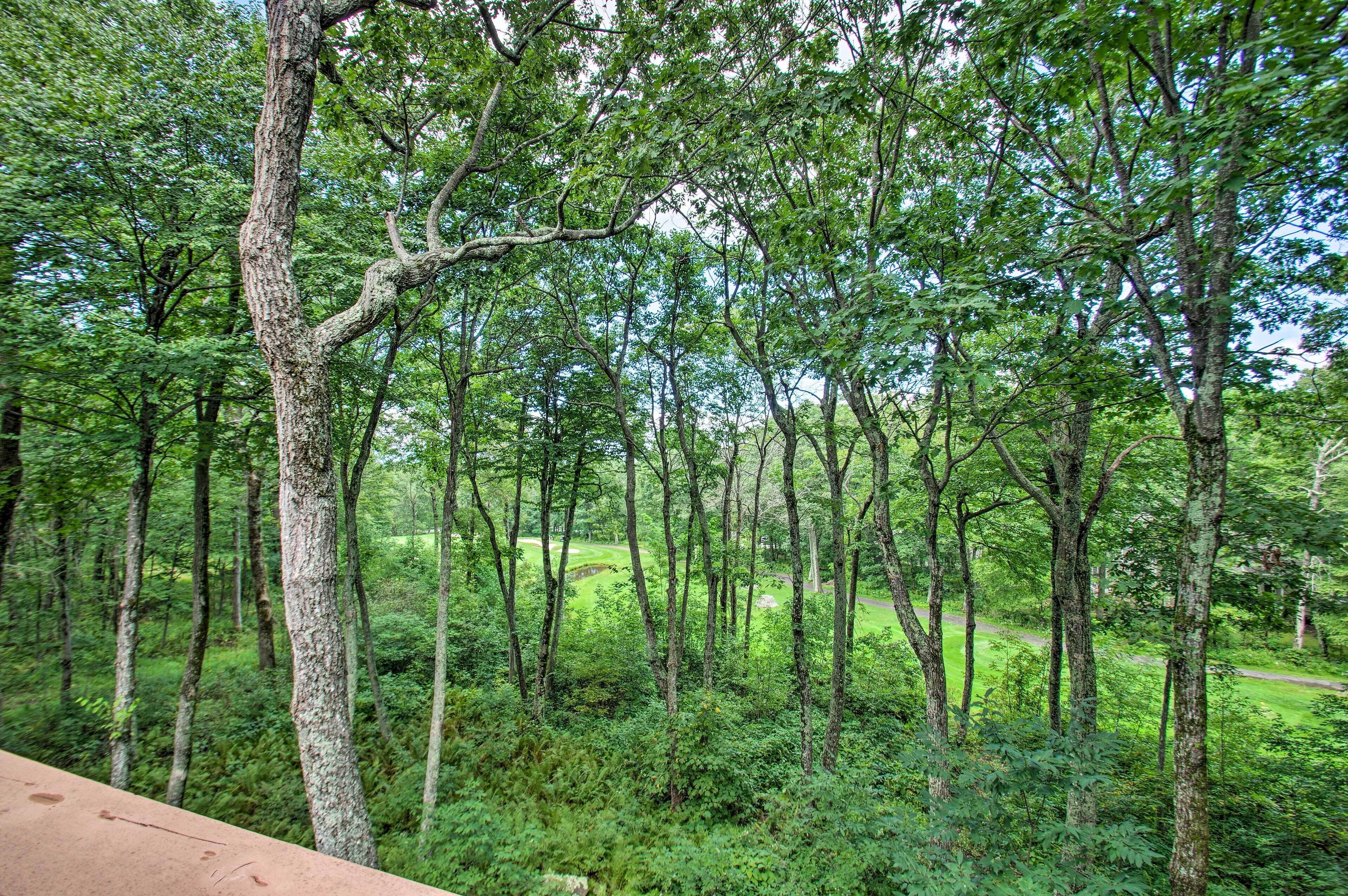 A forested area with tall trees and a dirt path.