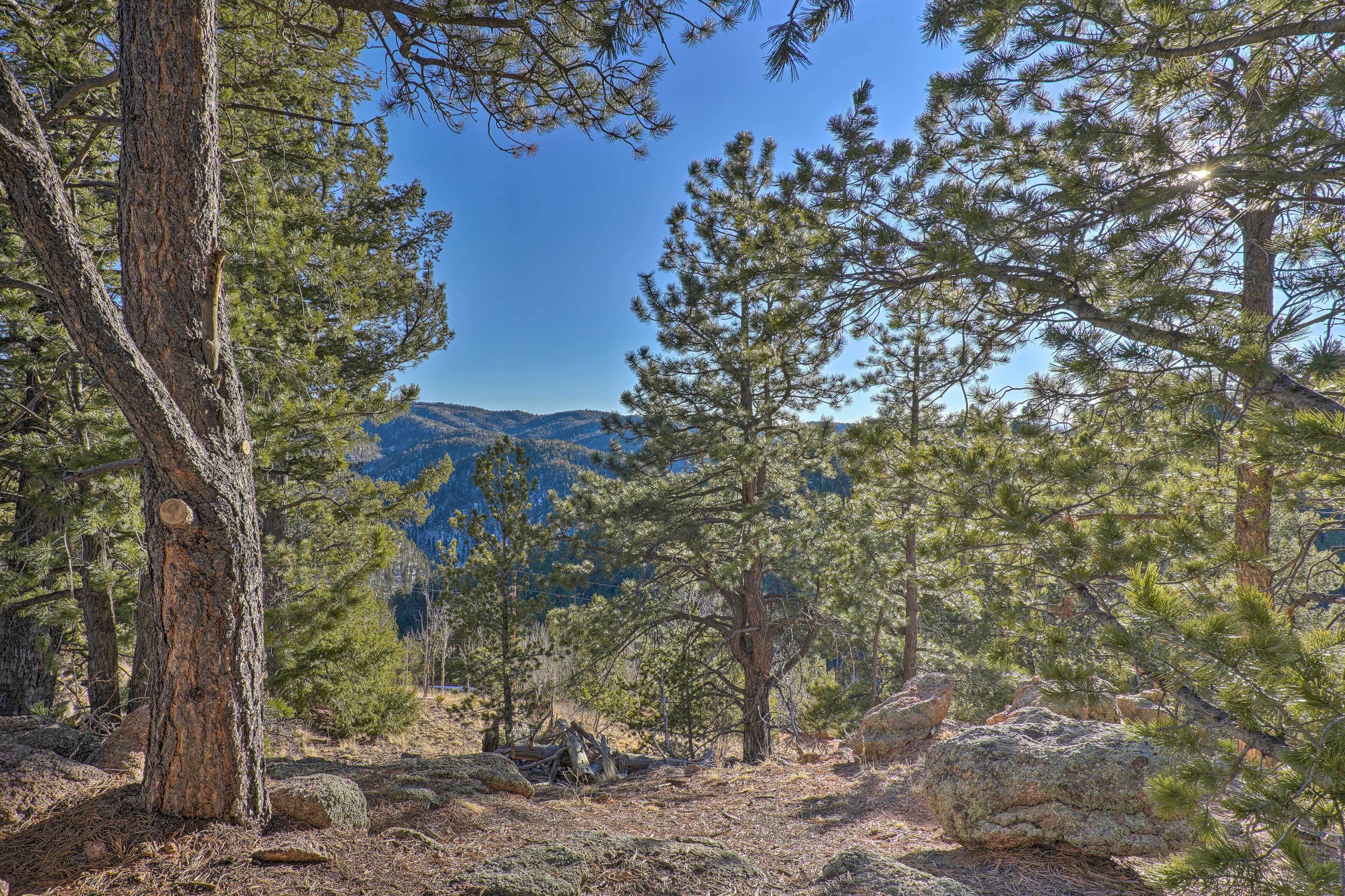 Une zone boisée avec de grands arbres et une montagne en arrière-plan.