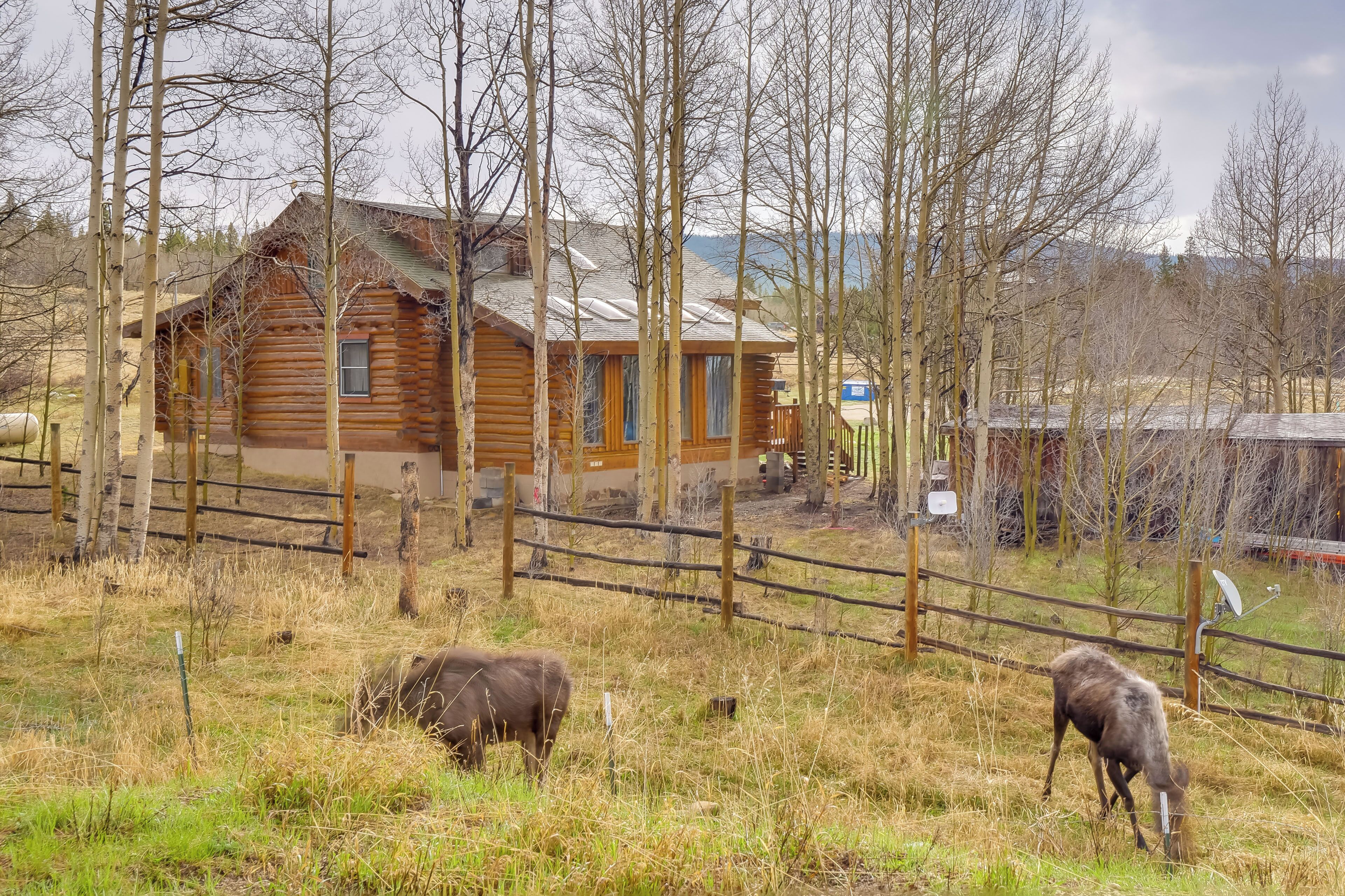 A rustic log cabin surrounded by a fenced pasture with two grazing cows.