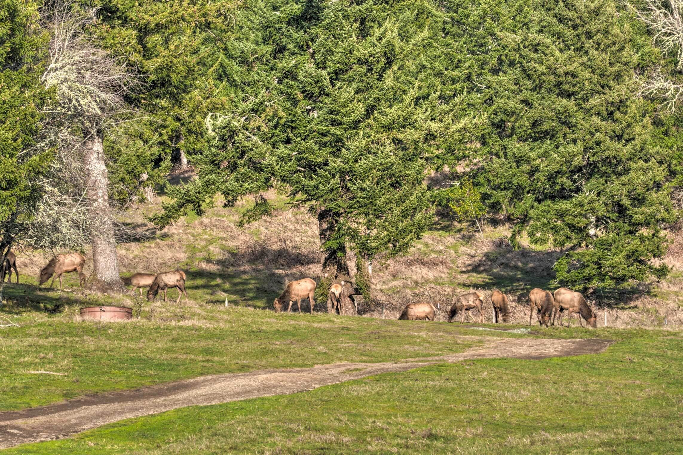 A natural landscape with a dirt path, trees, and elk grazing.