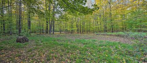 A forest with tall trees and a ground covered with fallen leaves.