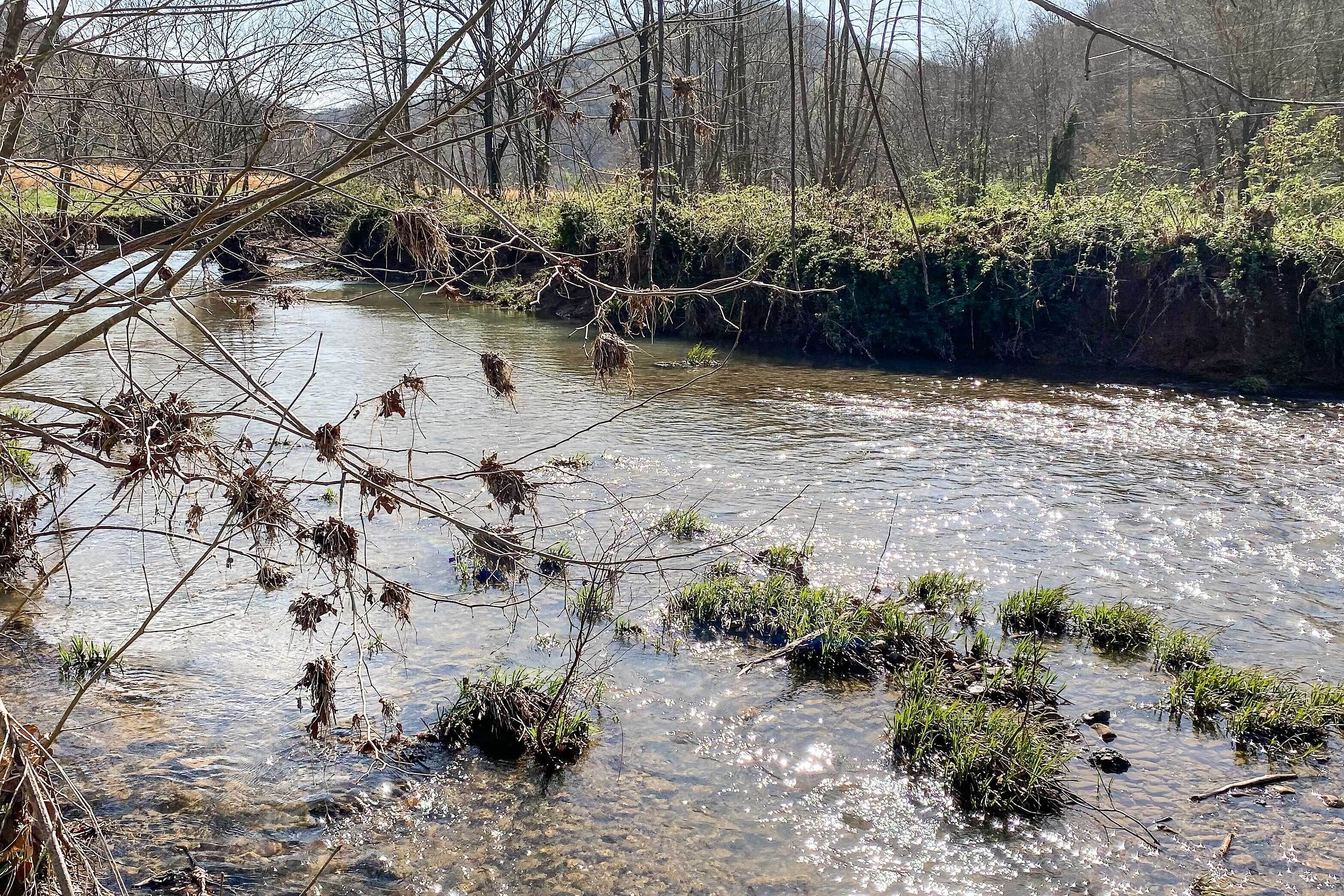 Ein Fluss mit klarem Wasser, umgeben von Bäumen und Pflanzen.