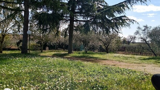 A grassy area with trees and a fence in the background. - PANORAMIC VILLA (Bagnoregio)