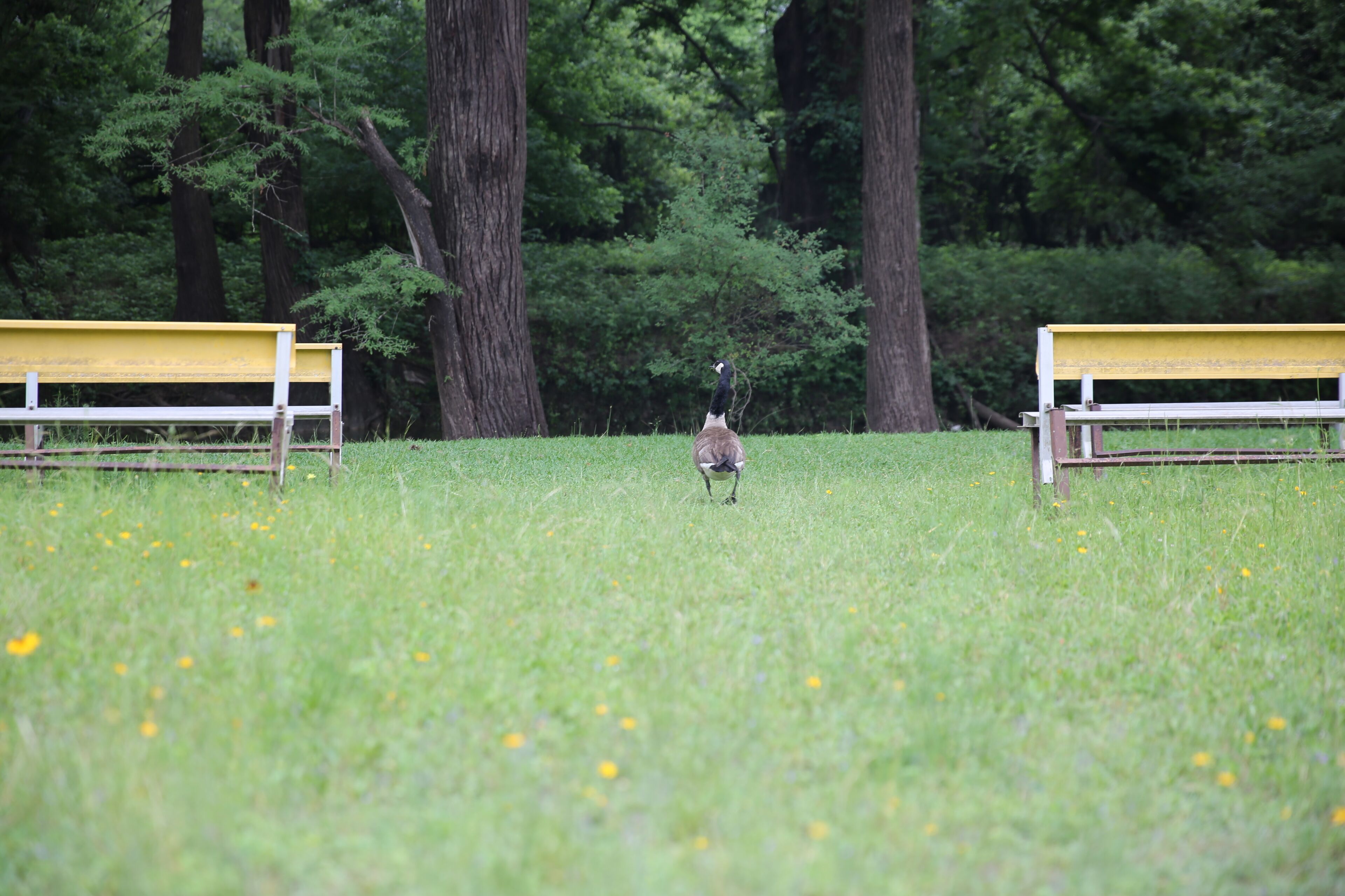 A park with two benches and a bird on the grass.