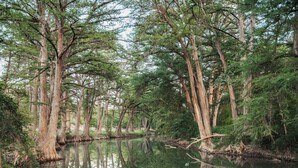 A serene forest scene with tall trees and a calm water body reflecting the trees. - River Oak Inn (Bandera)