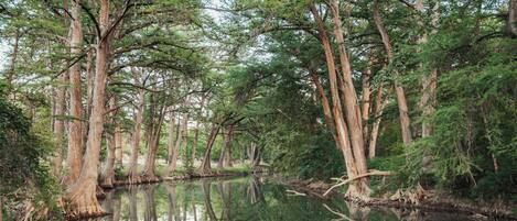 Escena serena de un bosque con árboles altos y una masa de agua tranquila que refleja los árboles.