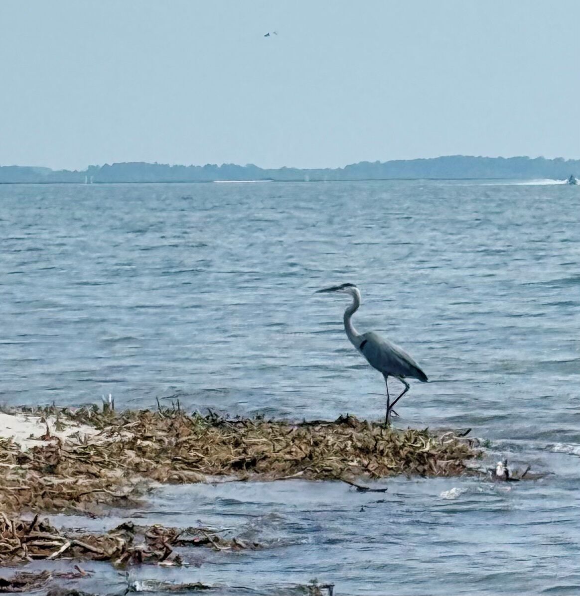 A bird standing on a beach with water in the background.