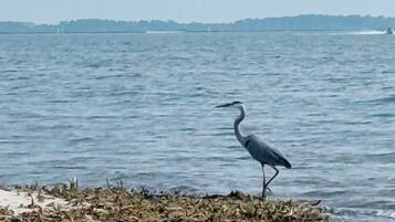 A bird standing on a beach with water in the background.