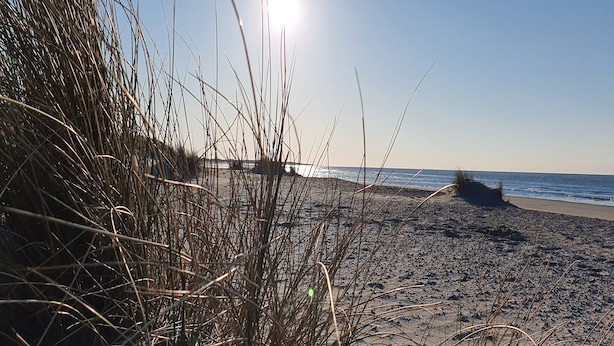 Ein Strand mit hohem Gras und blauem Himmel.