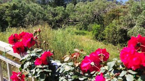 Ein Garten mit roten Blumen, einem Geländer und Blick auf eine hügelige Landschaft.