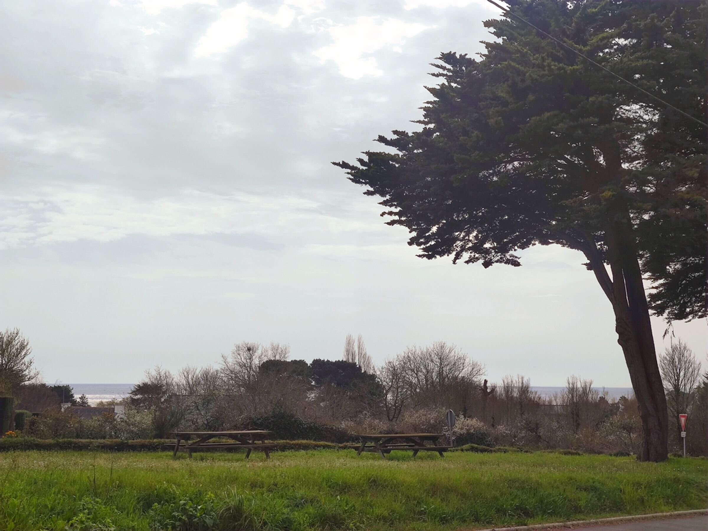Un parque con mesas de picnic y un árbol grande.
