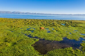 A horse grazing in a grassy field with a lake and mountains in the background.