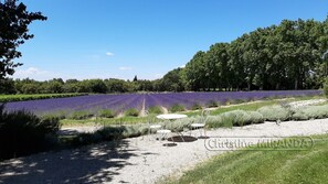 Property grounds - Charming Holiday Cottage in Provence – La Chapelle in Valréas, with Pool and Nature (Valréas)