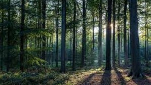 Een bos met hoge bomen en een onverhard pad.