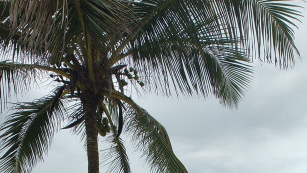 A beach scene with palm trees, beachgoers, and umbrellas. - Lindo APT inteiro mt perto da praia Peró (Cabo Frio)