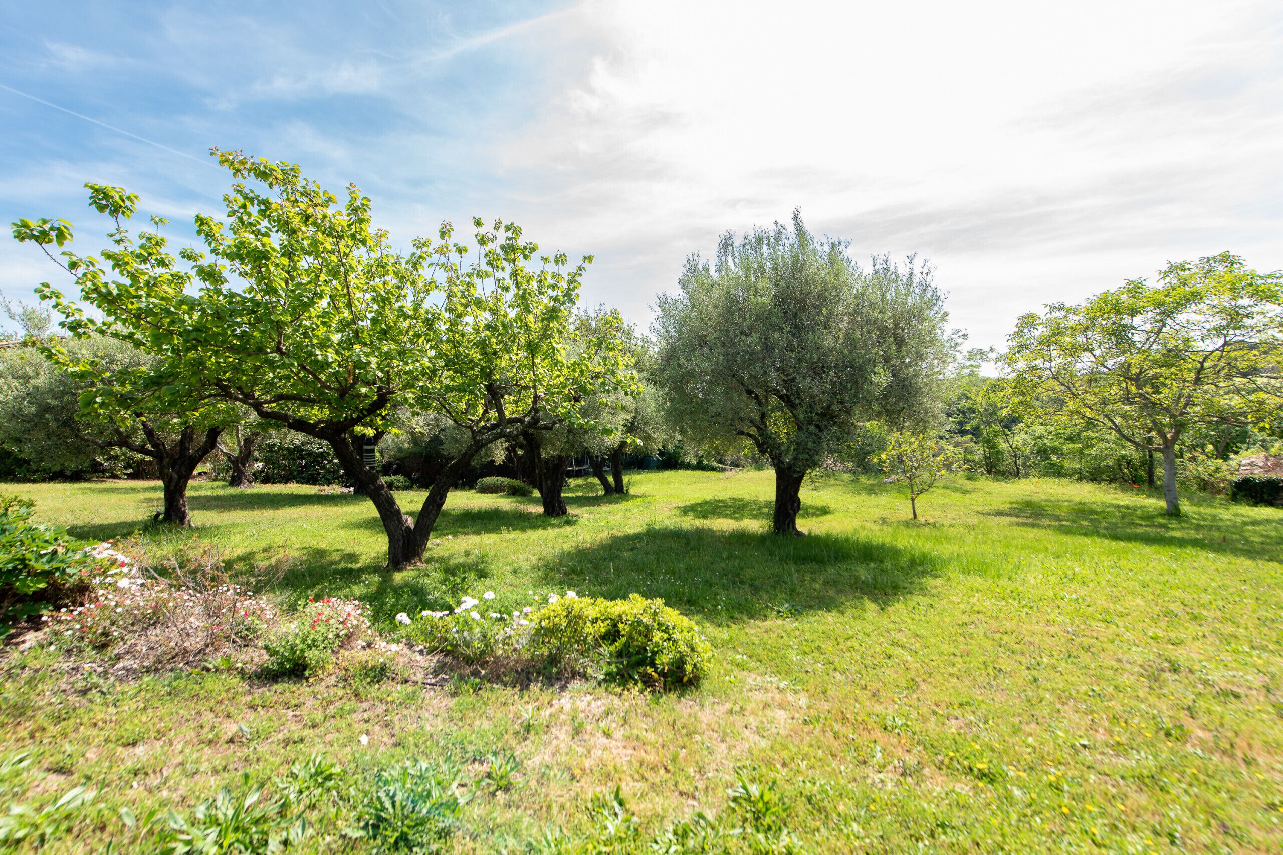 A park with multiple trees and a grassy area.
