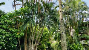 A pool area surrounded by lush palm trees and tropical foliage. - La Cour - Hotels (Lagos)