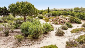 Un jardin aménagé avec différents arbustes et un arbre remarquable.